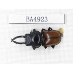 Dorcus sp. Myanmar, Kechin, Nanse. 1M. BA4923.
