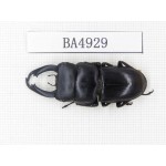 Dorcus sp. Myanmar, Kechin, Nanse. 1M. BA4929.