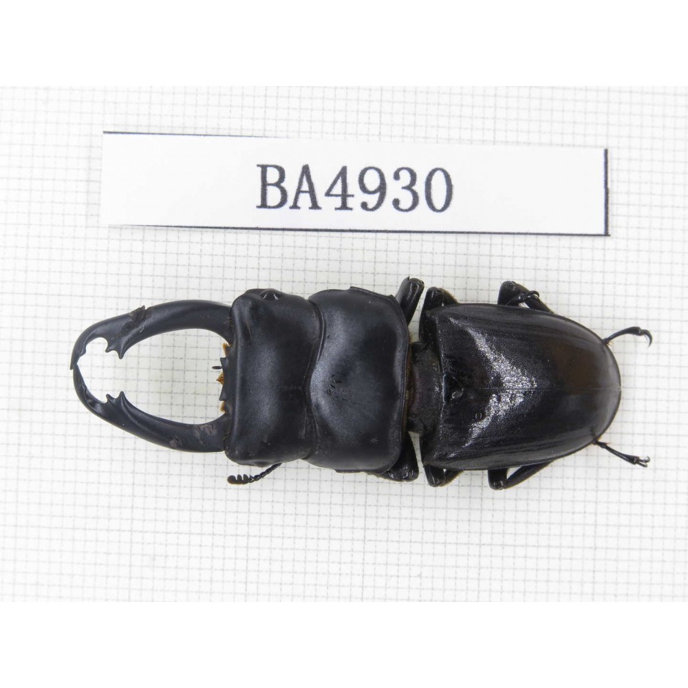 Dorcus sp. Myanmar, Kechin, Nanse. 1M. BA4930.