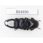 Dorcus sp. Myanmar, Kechin, Nanse. 1M. BA4930.
