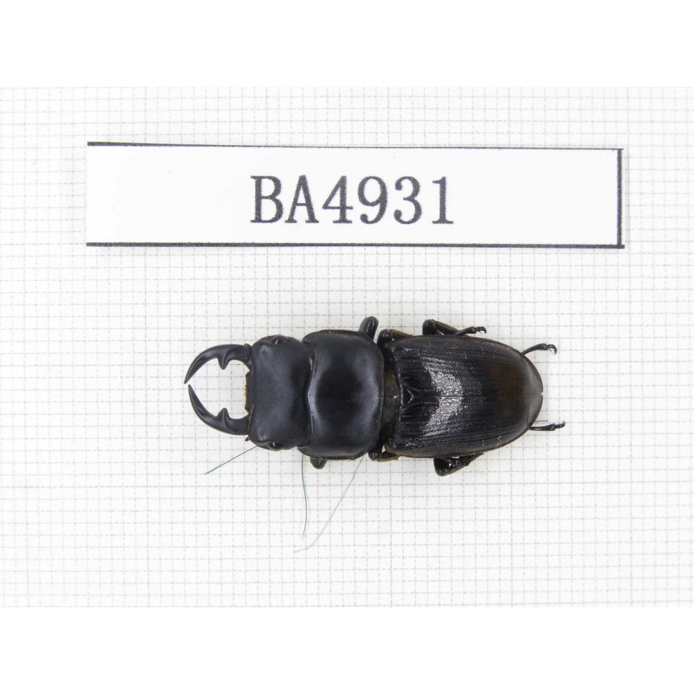 Dorcus sp. Myanmar, Kechin, Nanse. 1M. BA4931.