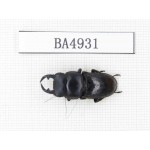 Dorcus sp. Myanmar, Kechin, Nanse. 1M. BA4931.