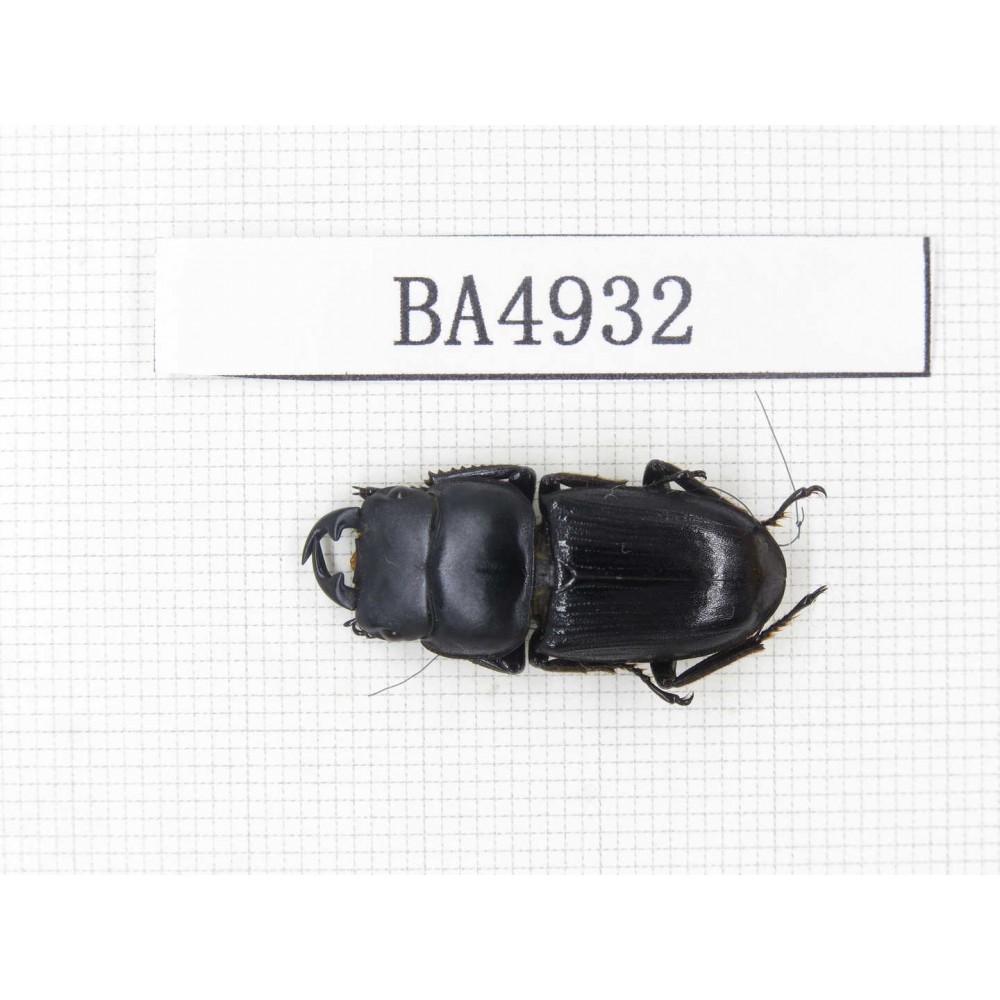Dorcus sp. Myanmar, Kechin, Nanse. 1M. BA4932.