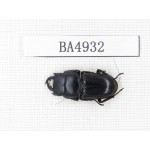 Dorcus sp. Myanmar, Kechin, Nanse. 1M. BA4932.