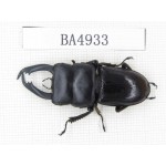 Dorcus sp. Myanmar, Kechin, Nanse. 1M. BA4933.
