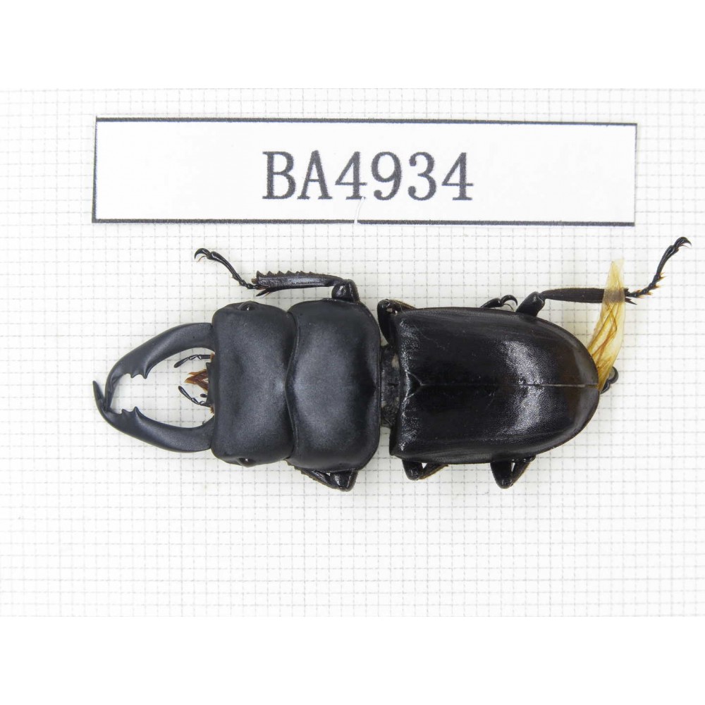 Dorcus sp. Myanmar, Kechin, Nanse. 1M. BA4934.