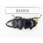 Dorcus sp. Myanmar, Kechin, Nanse. 1M. BA4934.