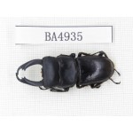 Dorcus sp. Myanmar, Kechin, Nanse. 1M. BA4935.