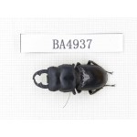 Dorcus sp. Myanmar, Kechin, Nanse. 1M. BA4937.