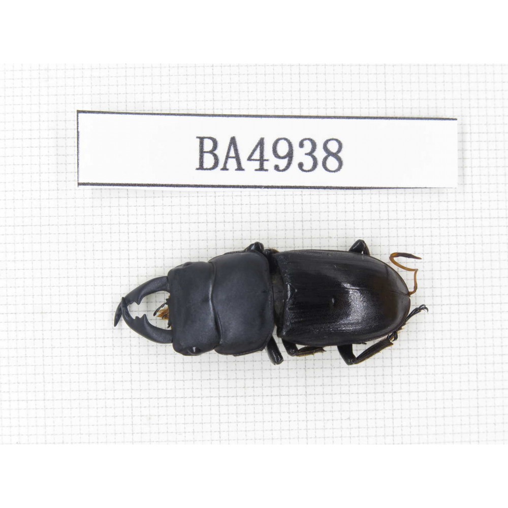 Dorcus sp. Myanmar, Kechin, Nanse. 1M. BA4938.
