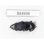 Dorcus sp. Myanmar, Kechin, Nanse. 1M. BA4938.