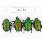 Cetoniidae sp. China, Guizhou, Tongren, Yinjiang county. 4Pcs. BA4945.