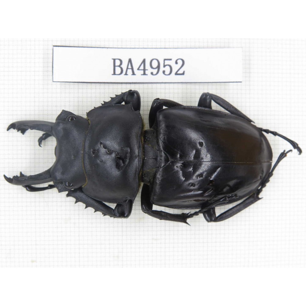 Neolucanus sp. China, Guizhou, Qiandongnan, Mt.Leigongshan. 1M. BA4952.