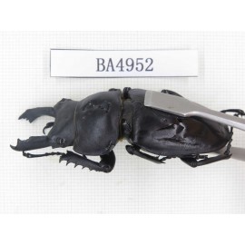 Neolucanus sp. China, Guizhou, Qiandongnan, Mt.Leigongshan. 1M. BA4952.