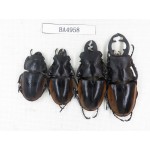 Odontolabis cuvera ssp. China, Guizhou, Qiandongnan, Mt.Leigongshan. 3M1F. BA4958.
