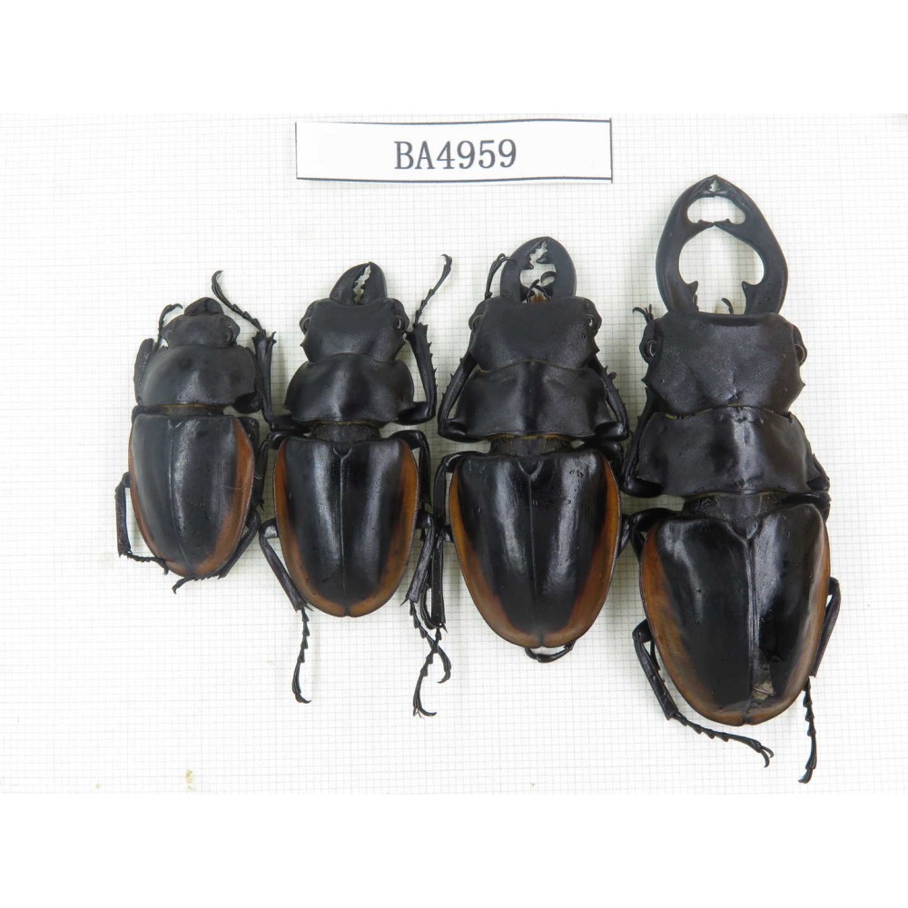 Odontolabis cuvera ssp. China, Guizhou, Qiandongnan, Mt.Leigongshan. 3M1F. BA4959.