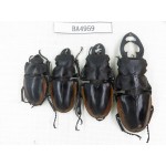 Odontolabis cuvera ssp. China, Guizhou, Qiandongnan, Mt.Leigongshan. 3M1F. BA4959.