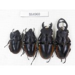 Odontolabis cuvera ssp. China, Guizhou, Qiandongnan, Mt.Leigongshan. 3M1F. BA4960.