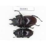 Neolucanus sp. China, Guizhou, Qiandongnan, Mt.Leigongshan. 1P. BA4961.