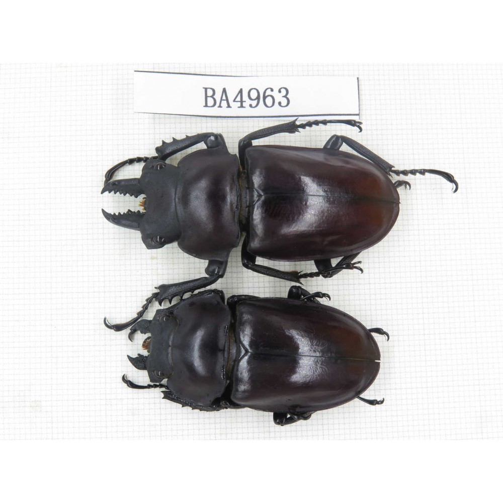 Neolucanus sp. China, Guizhou, Qiandongnan, Mt.Leigongshan. 1P. BA4963.