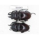 Neolucanus sp. China, Guizhou, Qiandongnan, Mt.Leigongshan. 1P. BA4963.