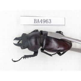 Neolucanus sp. China, Guizhou, Qiandongnan, Mt.Leigongshan. 1P. BA4963.