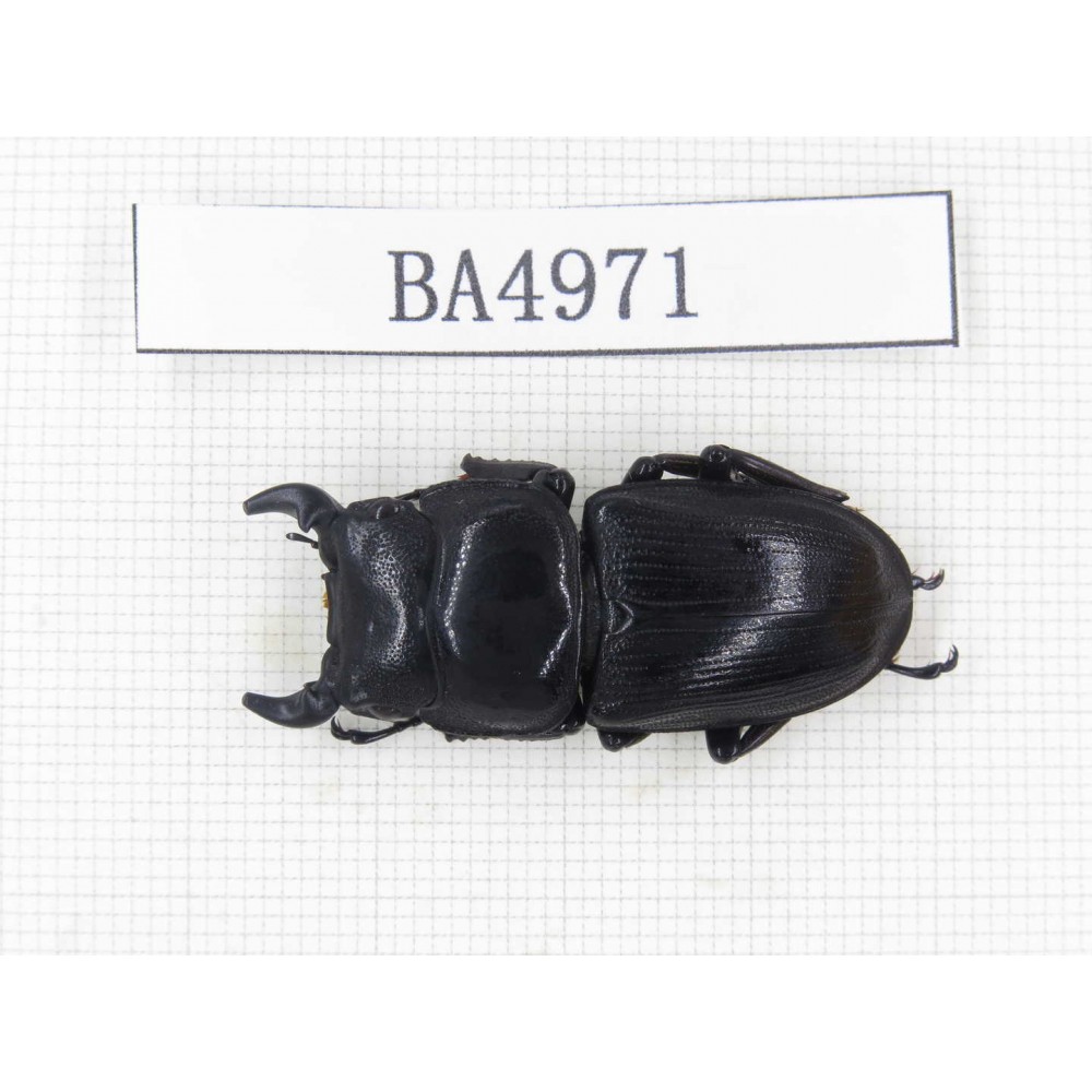 Dorcus sp. China, Guizhou, Qiandongnan, Mt.Leigongshan. 1M. BA4971.