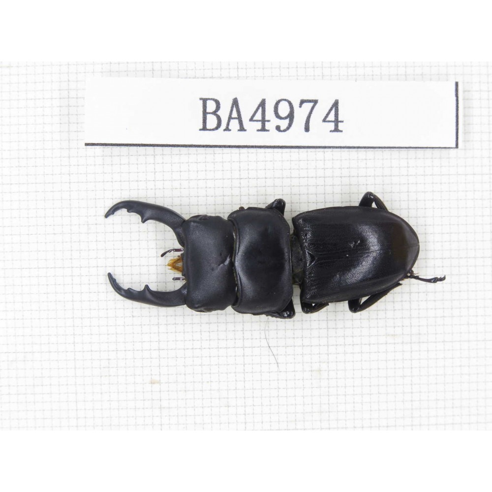 Dorcus sp. China, Guizhou, Qiandongnan, Mt.Leigongshan. 1M. BA4974.