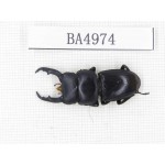 Dorcus sp. China, Guizhou, Qiandongnan, Mt.Leigongshan. 1M. BA4974.