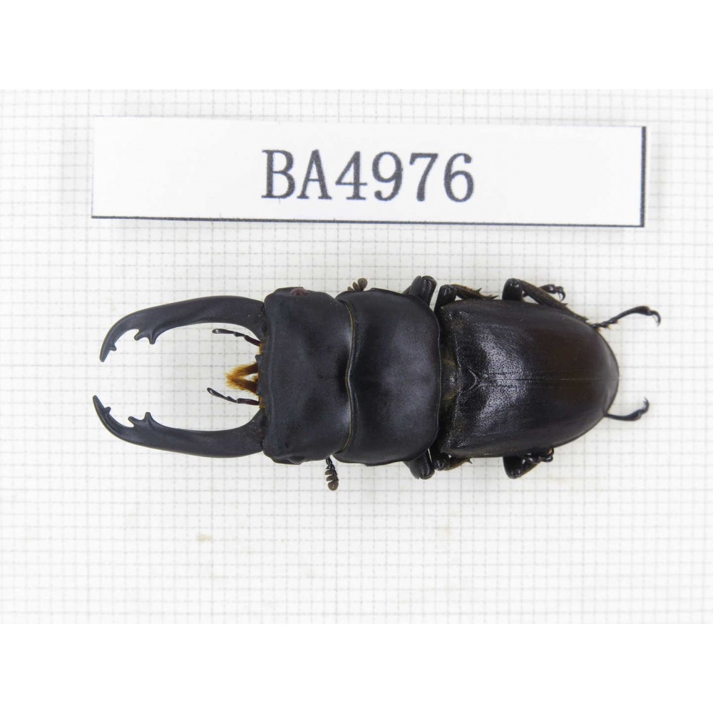 Dorcus sp. China, Guizhou, Qiandongnan, Mt.Leigongshan. 1M. BA4976.