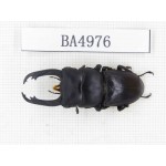 Dorcus sp. China, Guizhou, Qiandongnan, Mt.Leigongshan. 1M. BA4976.