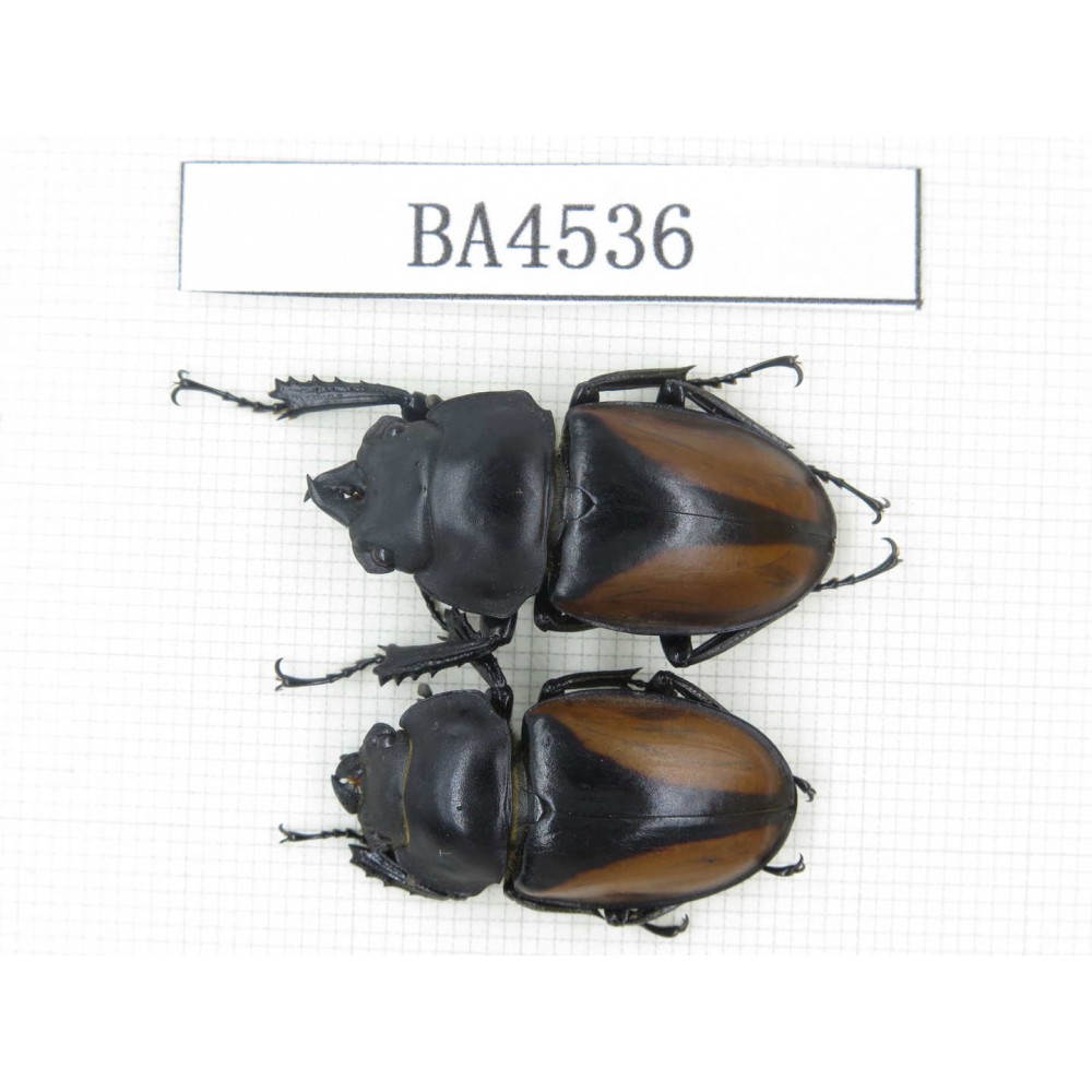 Neolucanus sp. China, Yunnan, Honghe, Mt.Daweishan. 1P. BA4536.