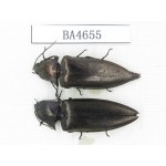 Elateridae sp. China, Yunnan, Dehong, Longchuan county. 2Pcs. BA4655.