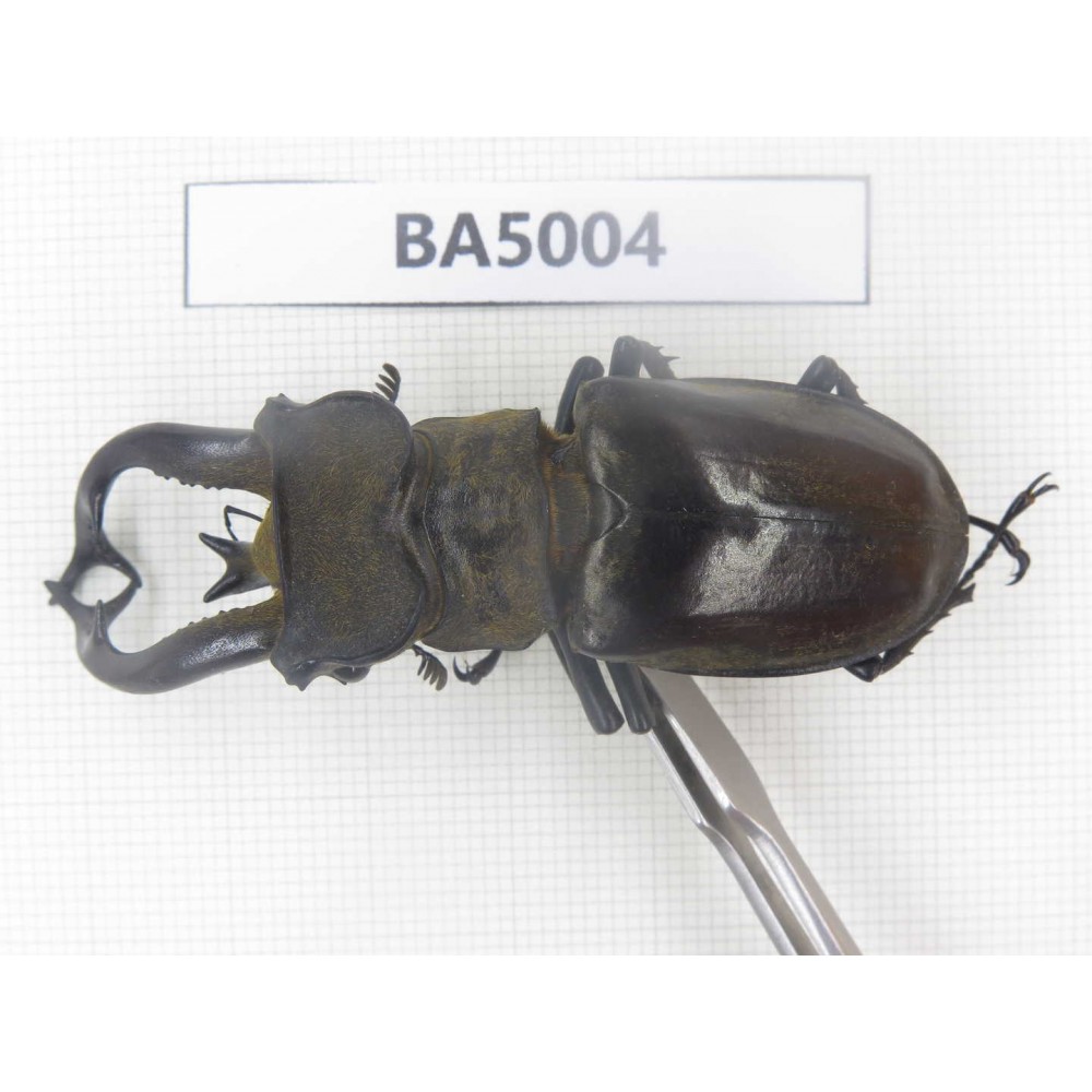 Lucanus tibetanus ssp. Myanmar, Kechin, Nanse. 1M. BA5004.