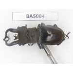 Lucanus tibetanus ssp. Myanmar, Kechin, Nanse. 1M. BA5004.