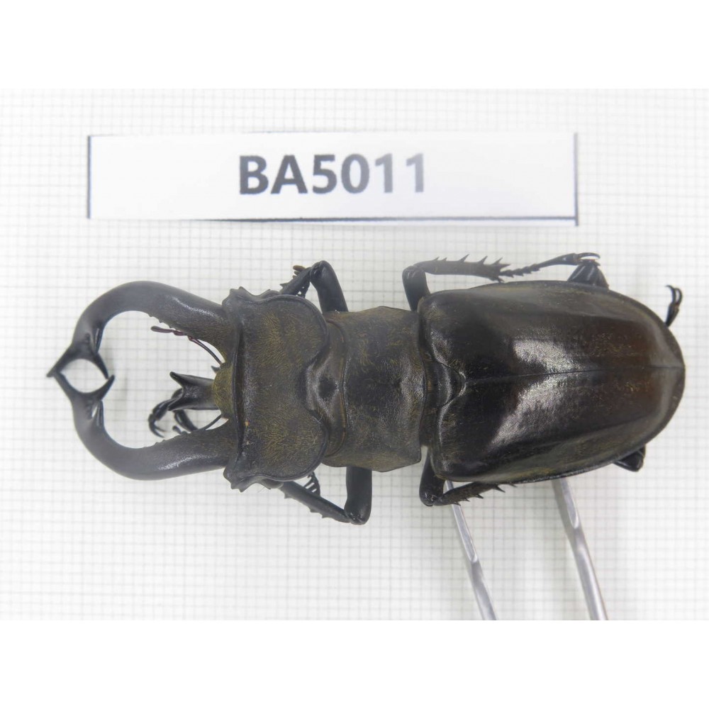 Lucanus tibetanus ssp. Myanmar, Kechin, Nanse. 1M. BA5011.