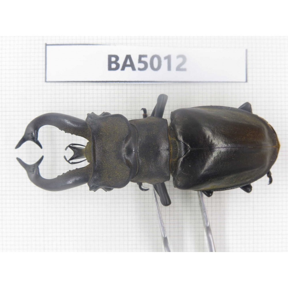 Lucanus tibetanus ssp. Myanmar, Kechin, Nanse. 1M. BA5012.