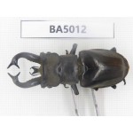 Lucanus tibetanus ssp. Myanmar, Kechin, Nanse. 1M. BA5012.