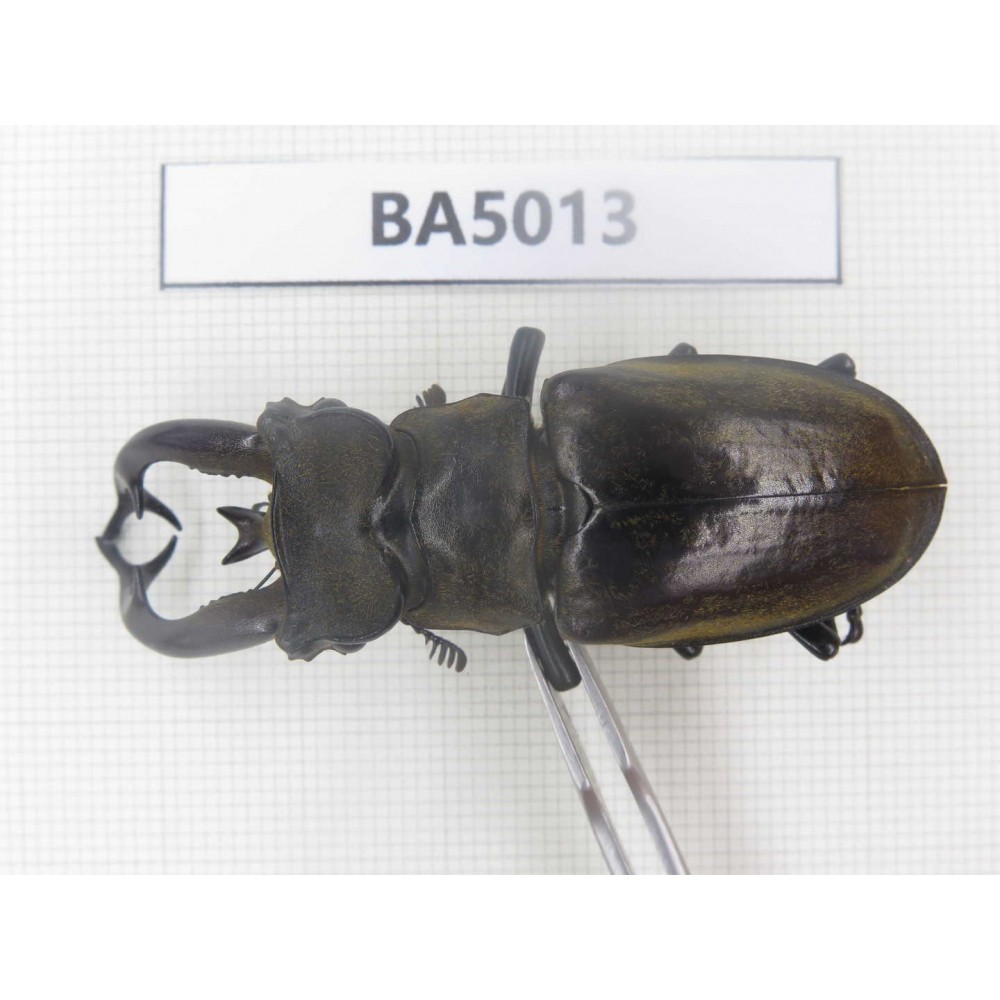 Lucanus tibetanus ssp. Myanmar, Kechin, Nanse. 1M. BA5013.