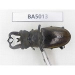 Lucanus tibetanus ssp. Myanmar, Kechin, Nanse. 1M. BA5013.