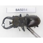 Lucanus tibetanus ssp. Myanmar, Kechin, Nanse. 1M. BA5014.