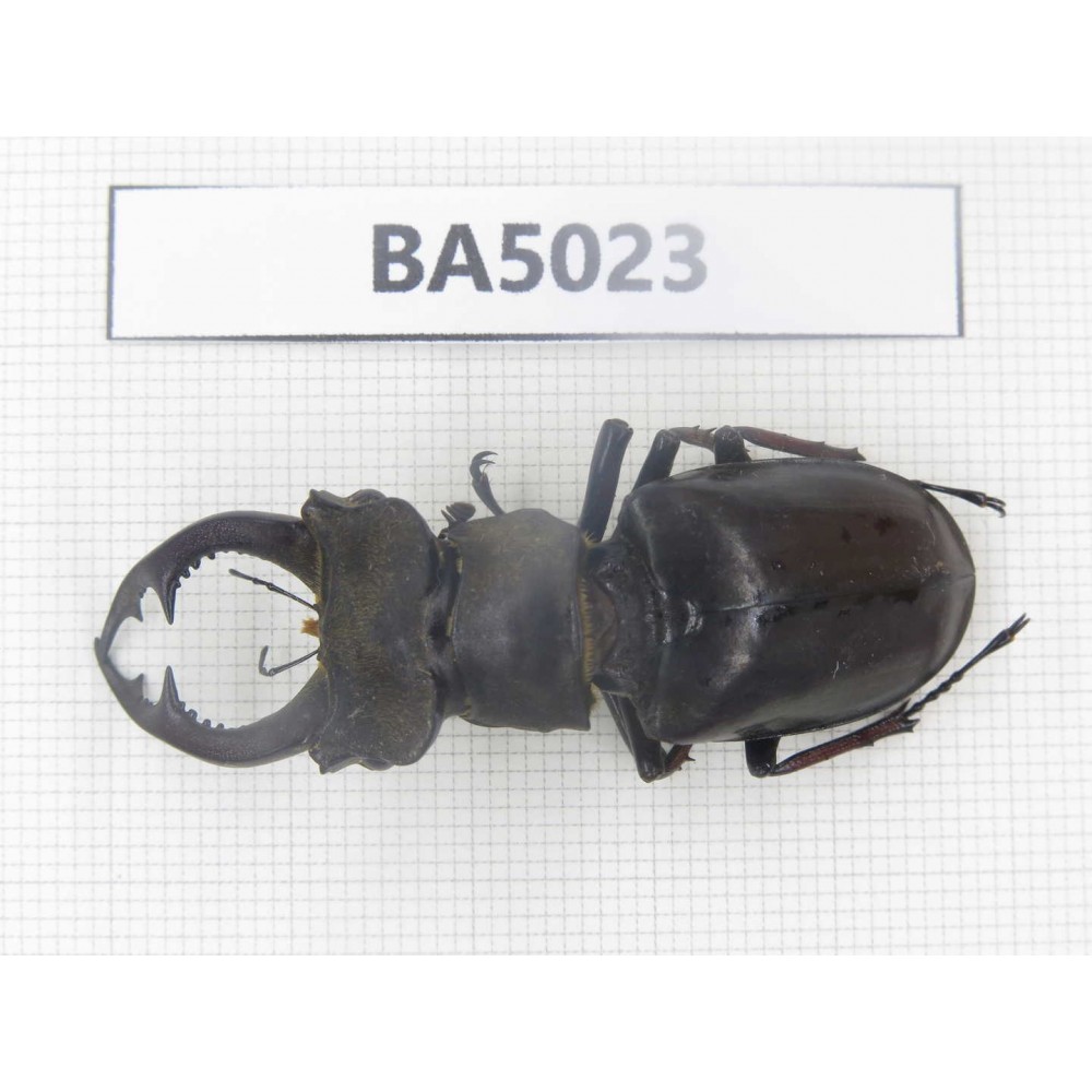 Lucanus prossi. Myanmar, Kechin, Nanse. 1M. BA5023.