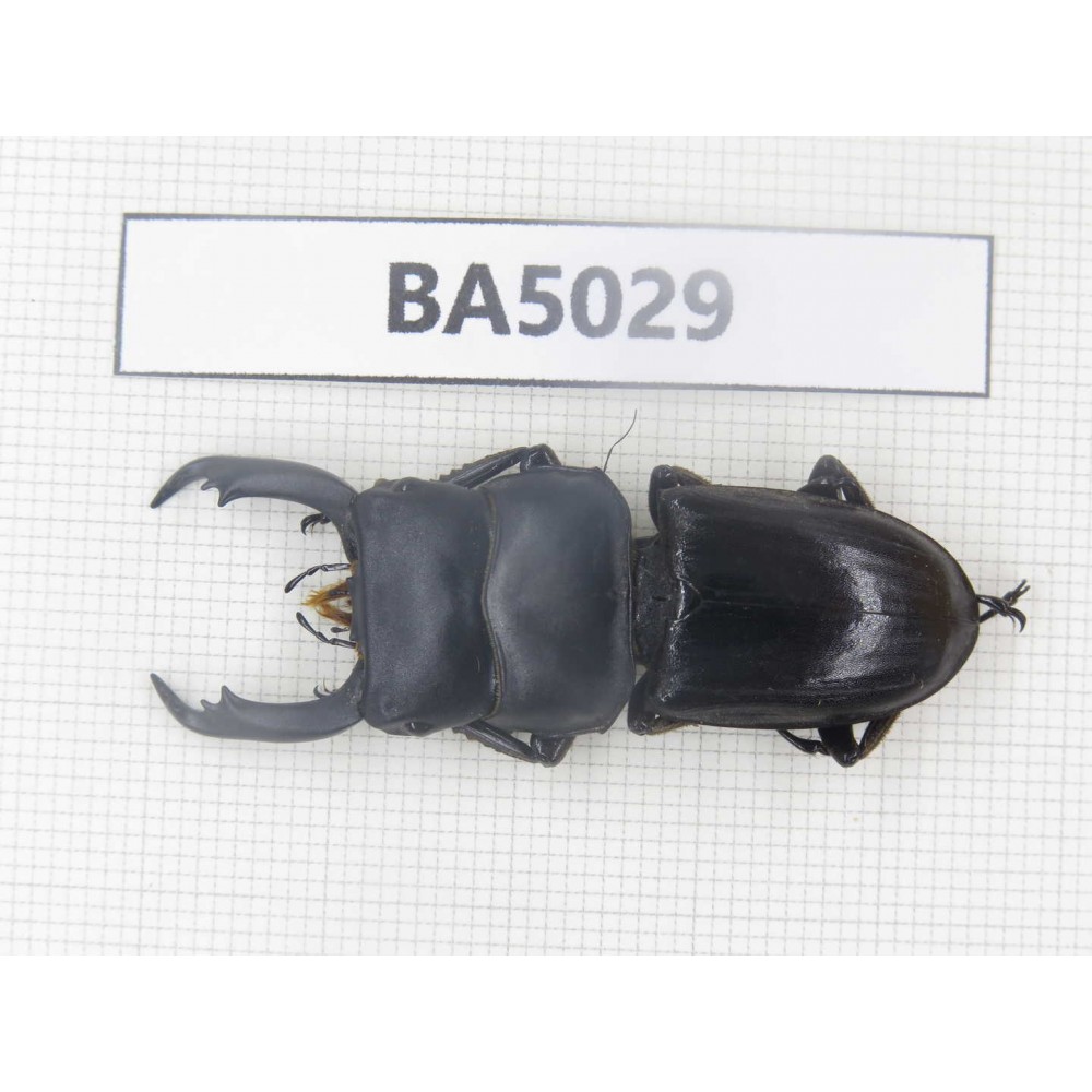 Dorcus sp. Myanmar Kechin, Nanse. 1M. BA5029.