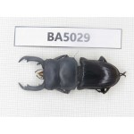 Dorcus sp. Myanmar Kechin, Nanse. 1M. BA5029.