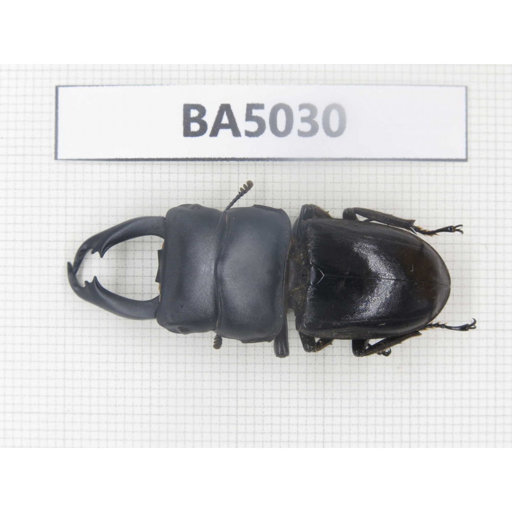 Dorcus sp. Myanmar Kechin, Nanse. 1M. BA5030.