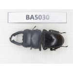 Dorcus sp. Myanmar Kechin, Nanse. 1M. BA5030.