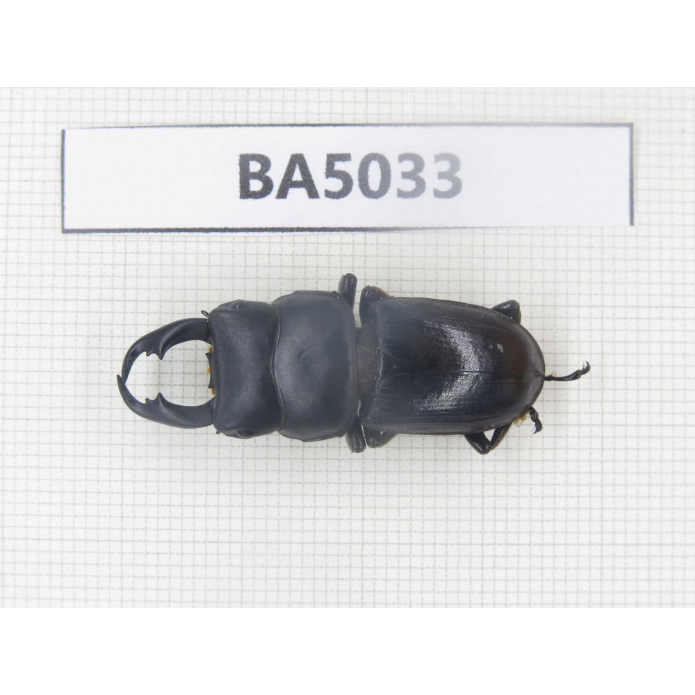Dorcus sp. Myanmar Kechin, Nanse. 1M. BA5033.