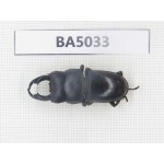 Dorcus sp. Myanmar Kechin, Nanse. 1M. BA5033.