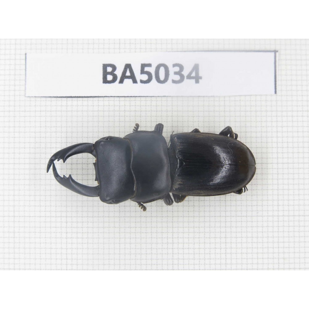 Dorcus sp. Myanmar Kechin, Nanse. 1M. BA5034.