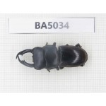 Dorcus sp. Myanmar Kechin, Nanse. 1M. BA5034.